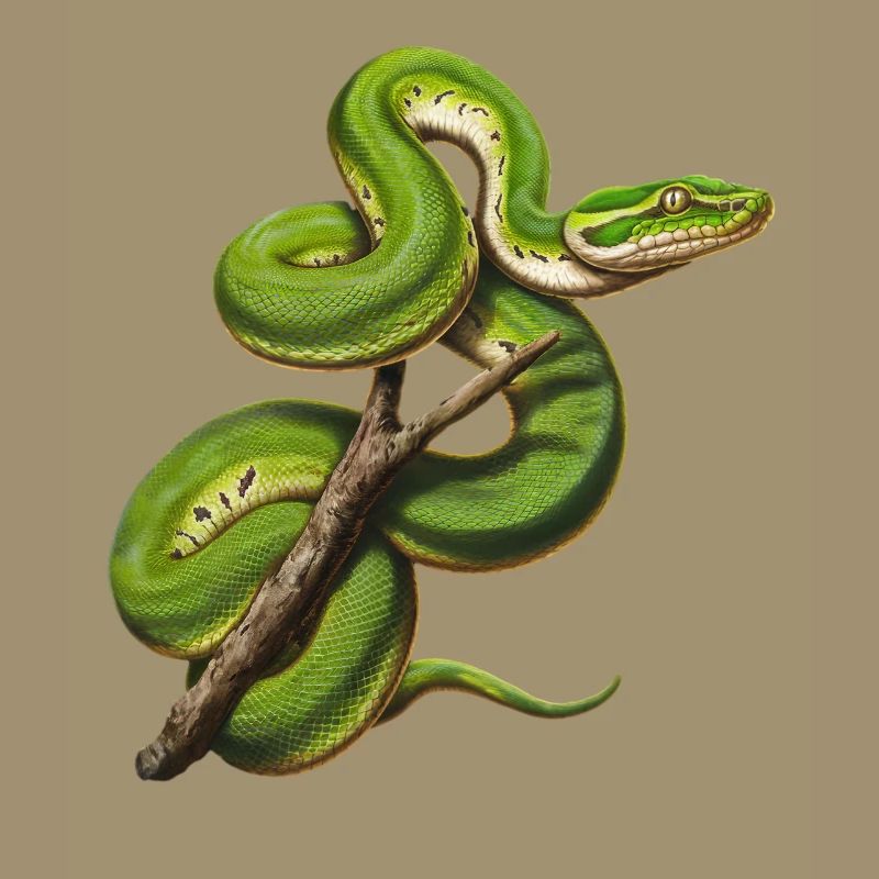 Green Tree Python Snakes Lover Terrarium