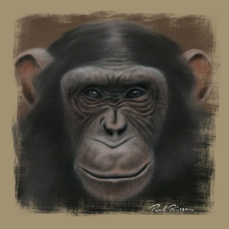 Chimpanzé