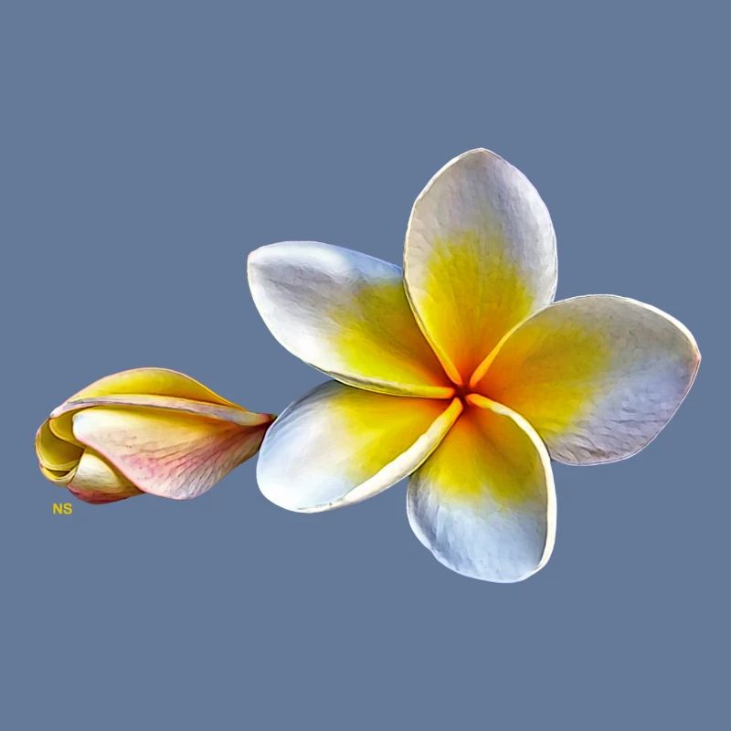 Weisse plumeria oder Frangipani Blume