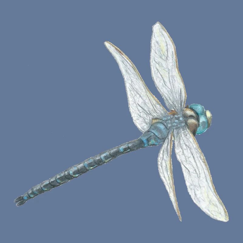 Illustration de libellule sarcelle