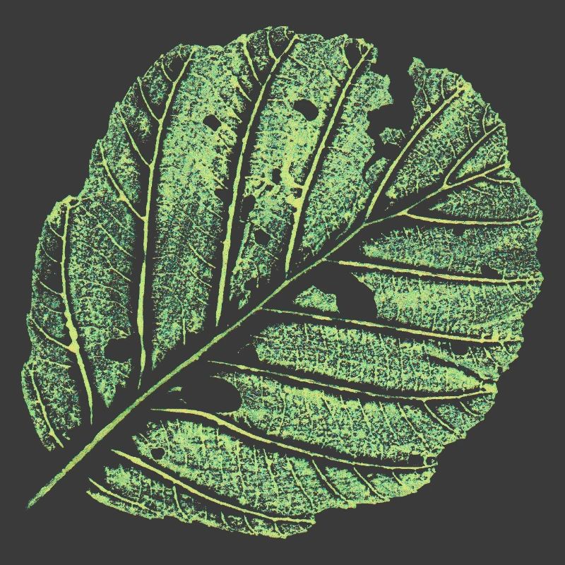 Leaf / Alder