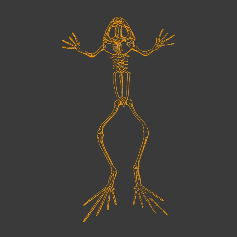 Squelette de grenouille