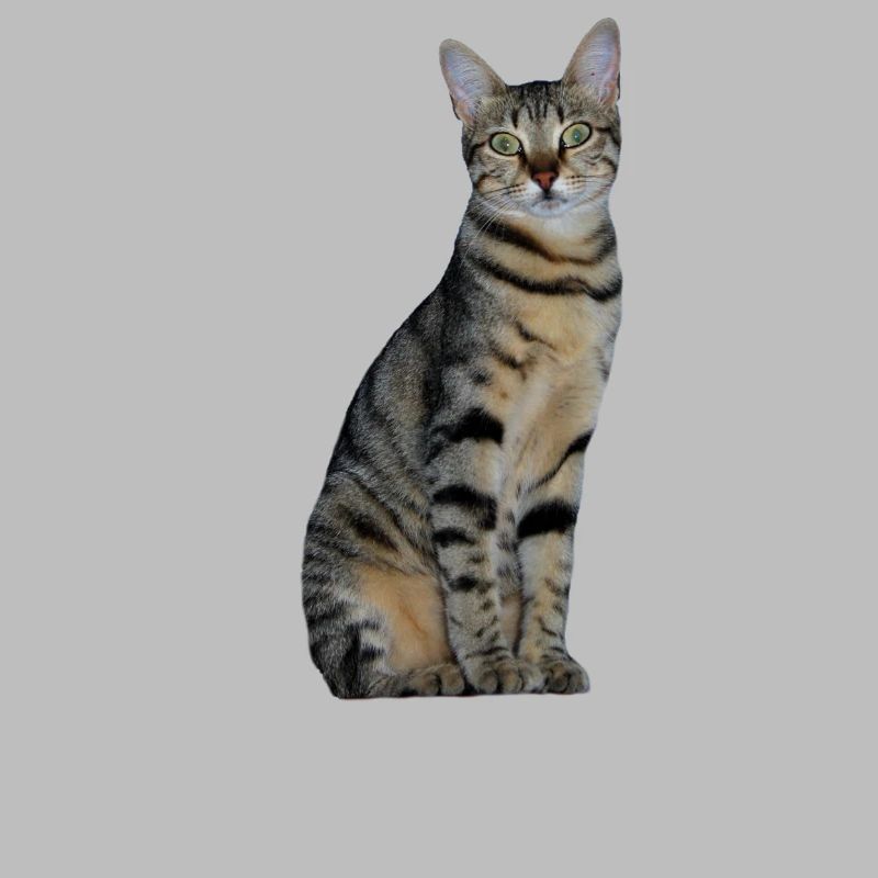 Cat Kitten Tabby Tiger Cat