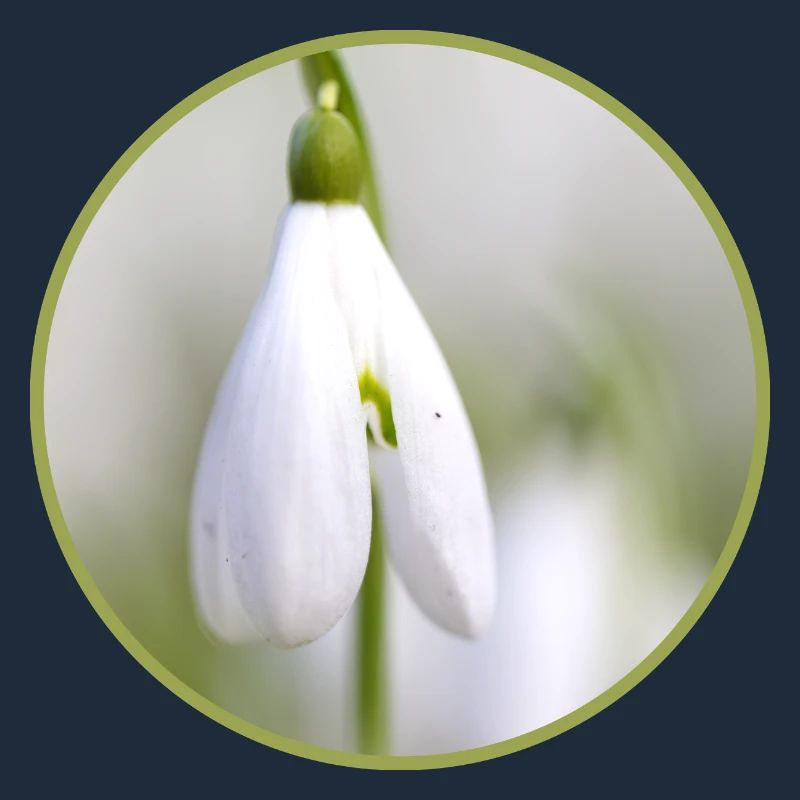Perce-neige fleur blanche Fleur blanche Éclosion précoce