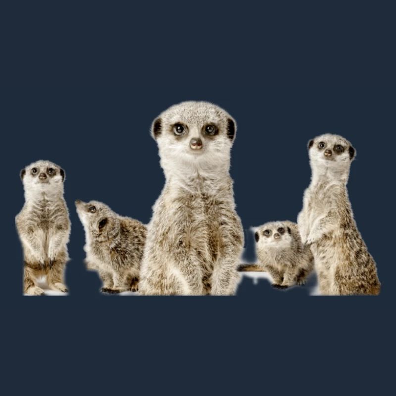 Erdmännchen