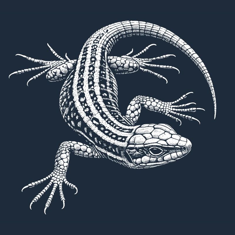 Wall lizard