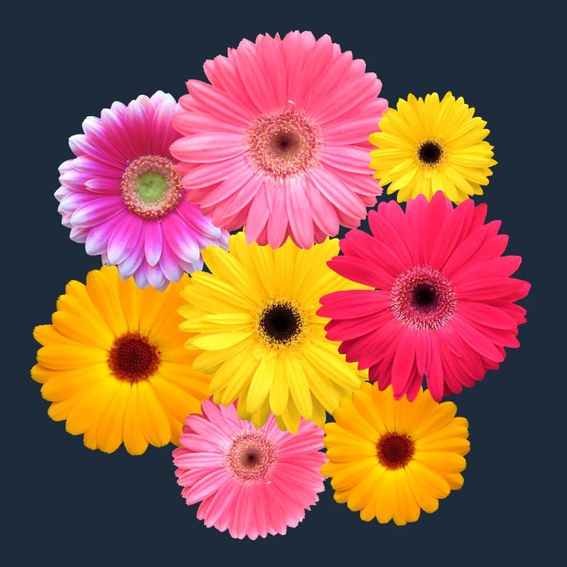Gerbera fleur colorée fleurs Gerberas fleurs florales