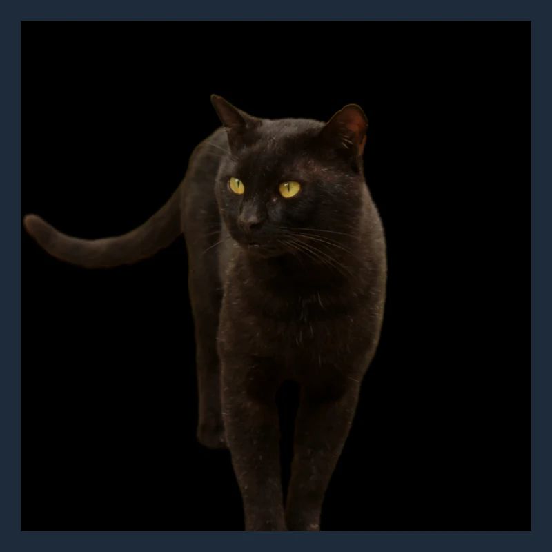 black cat kitten cat