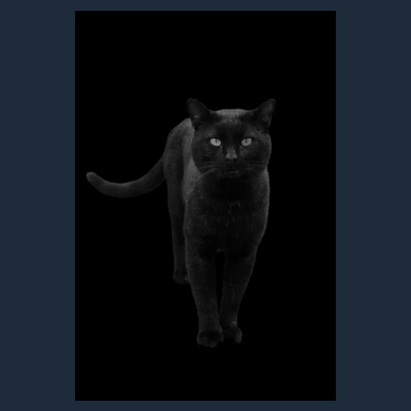 chat noir chat chaton