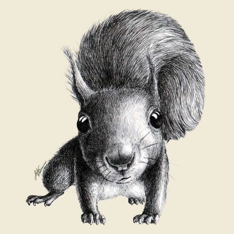 Squirrel