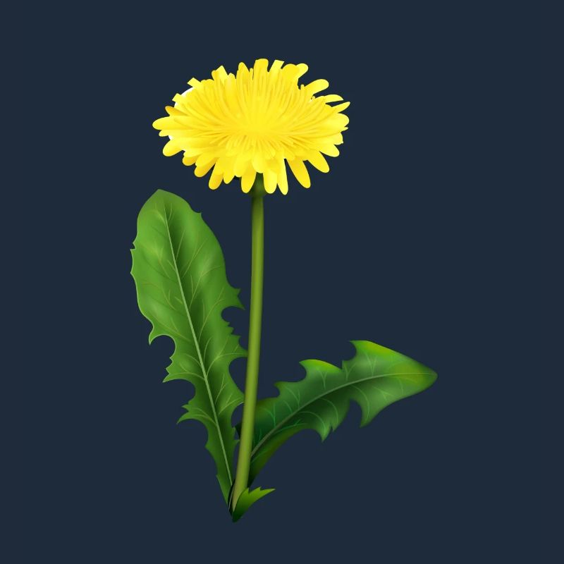 Dandelion | dandelion