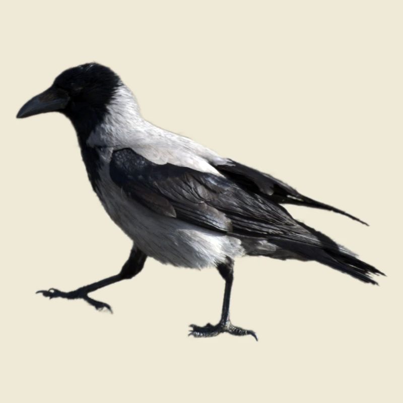 A small step by a crow