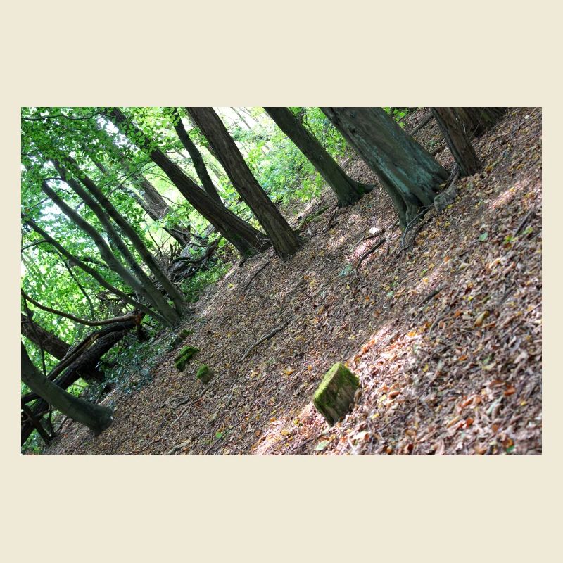 Forest Tree Trees Walk Nature Forester Poster
