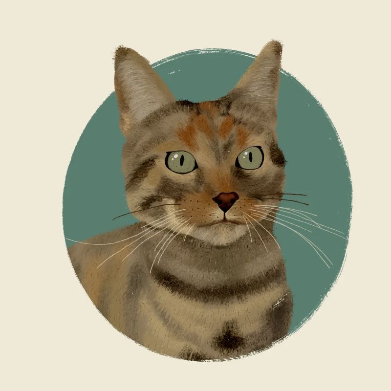 Brown Tabby Cat