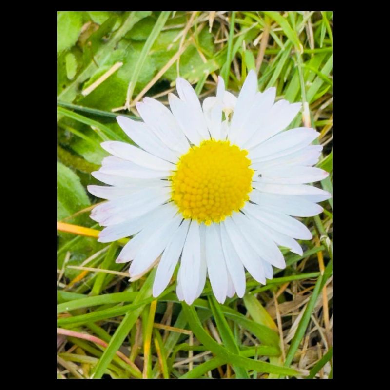 Sonniges Gänseblümchen