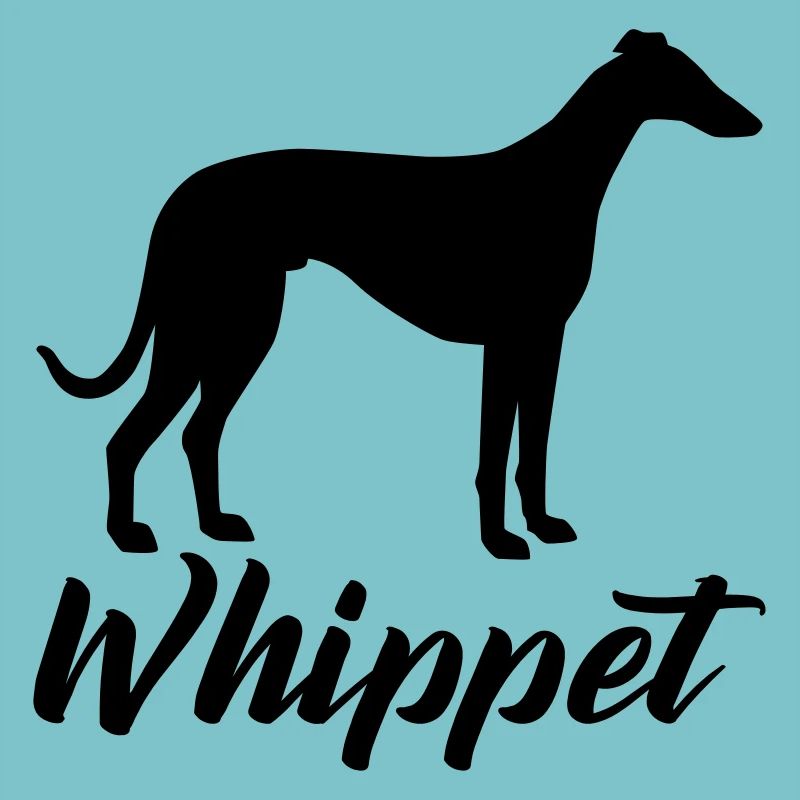 Whippet