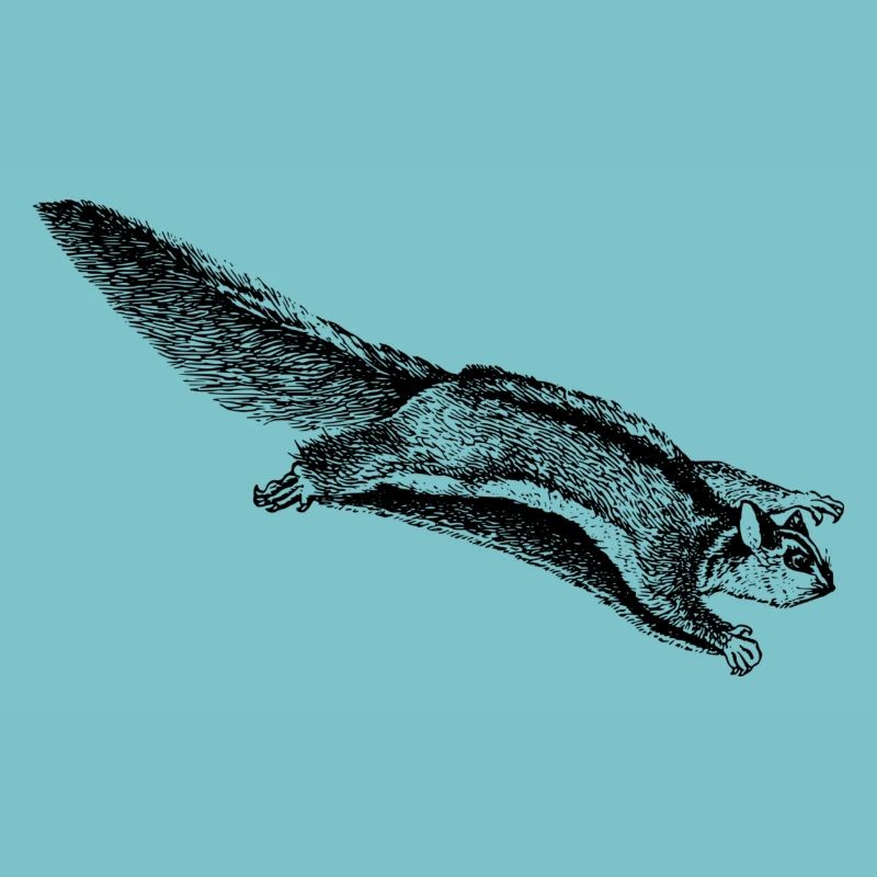 écureuil volant