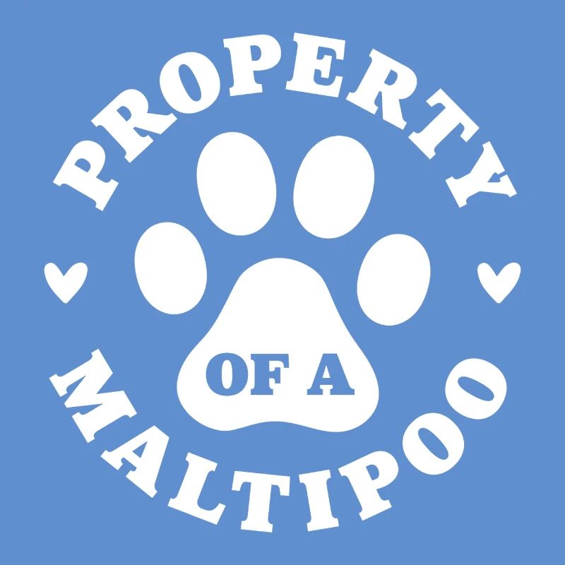 Eigentum eines Maltipoo