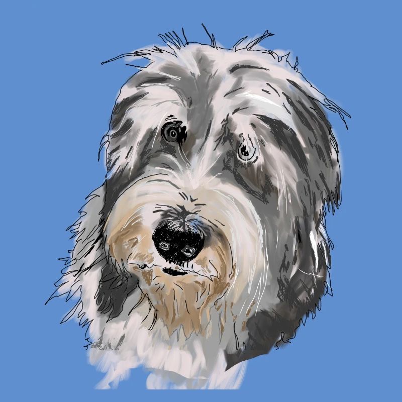 Collie barbu