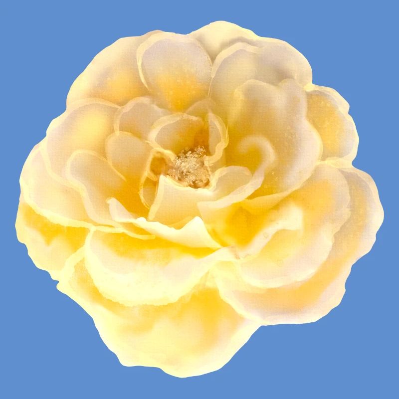 Rose Fleur
