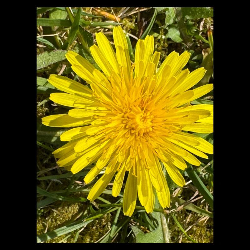 Dandelion Glow