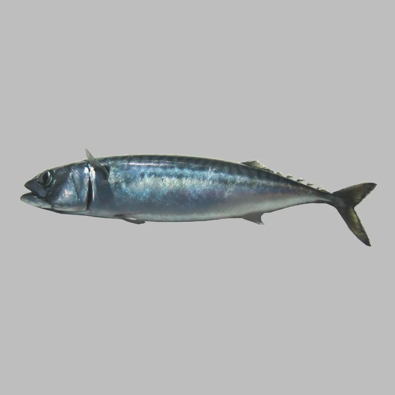 Fisch Makrele