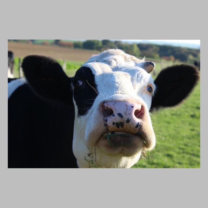 Affiche vache