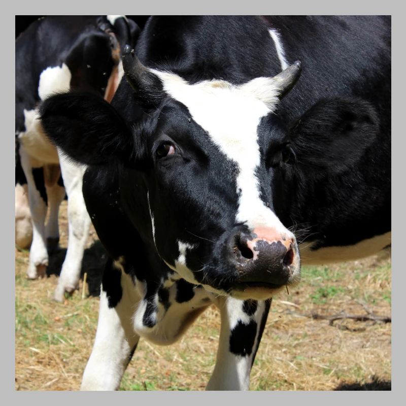 Affiche vache