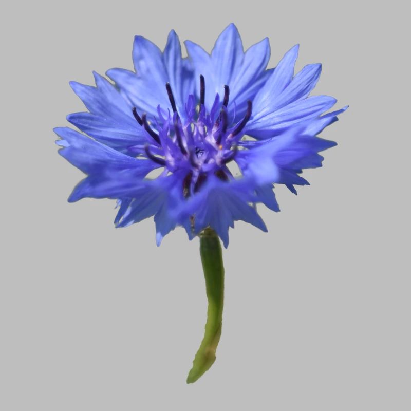 Fleur de maïs bleu
