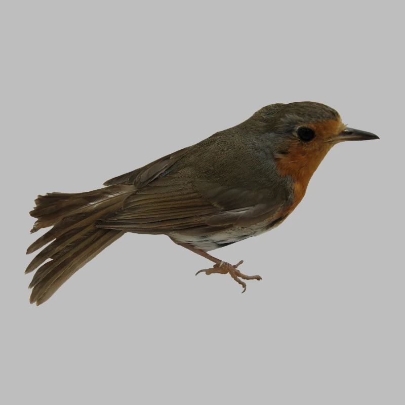 Rouge-gorge