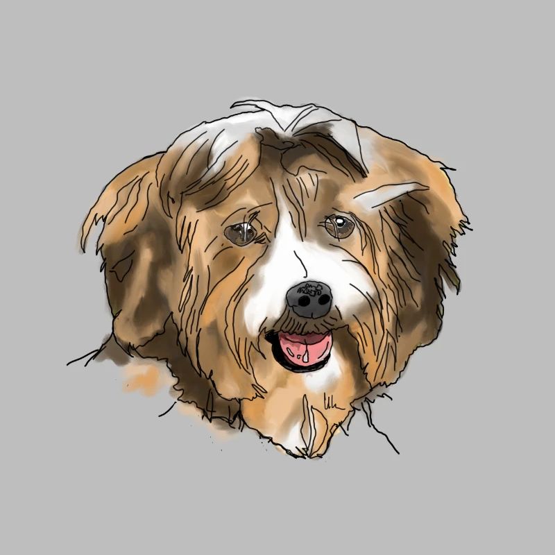 Havanese