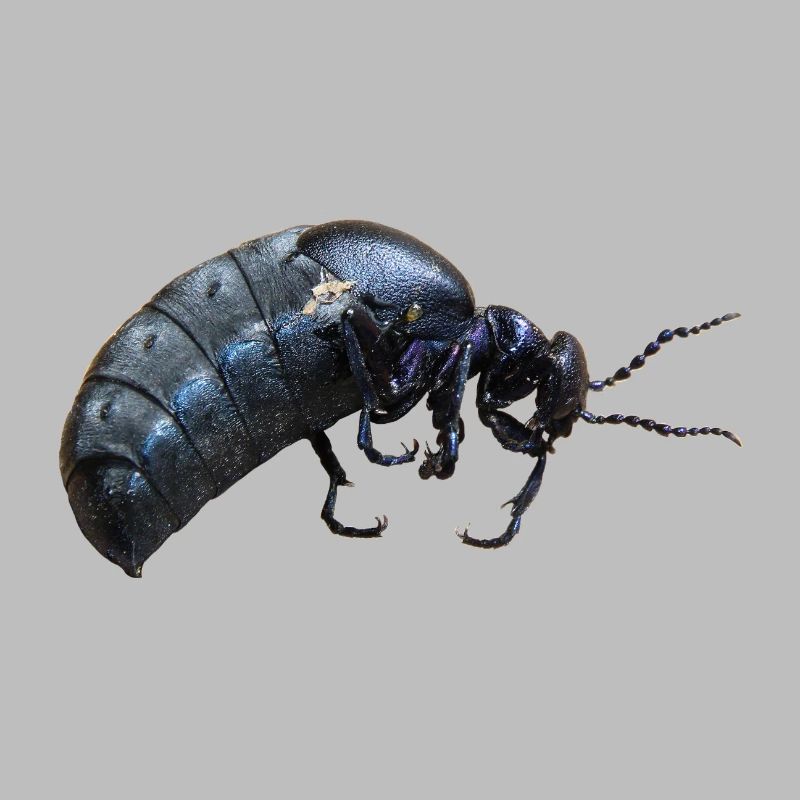 Insecte coléoptère