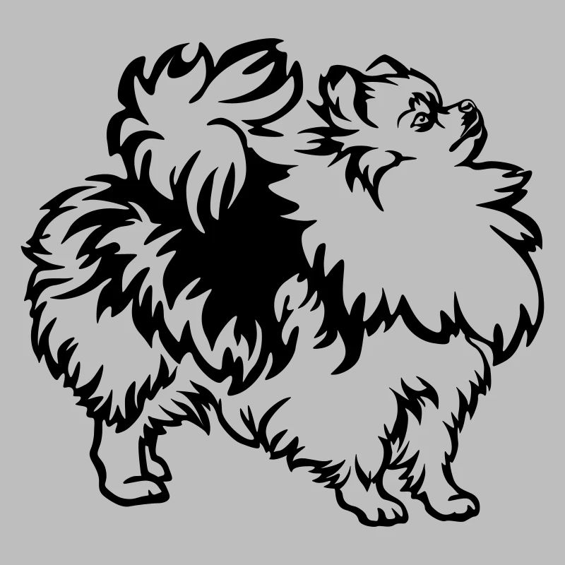 Dwarf spitz