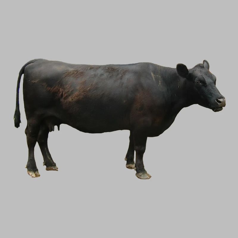 Beef black