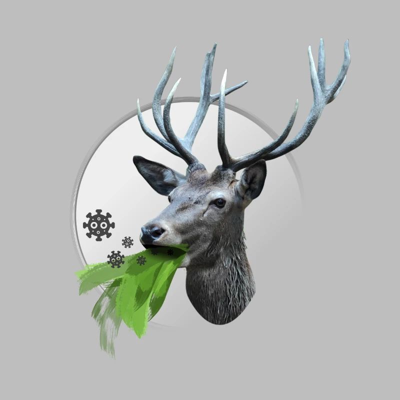 Deer vomits Corona viruses
