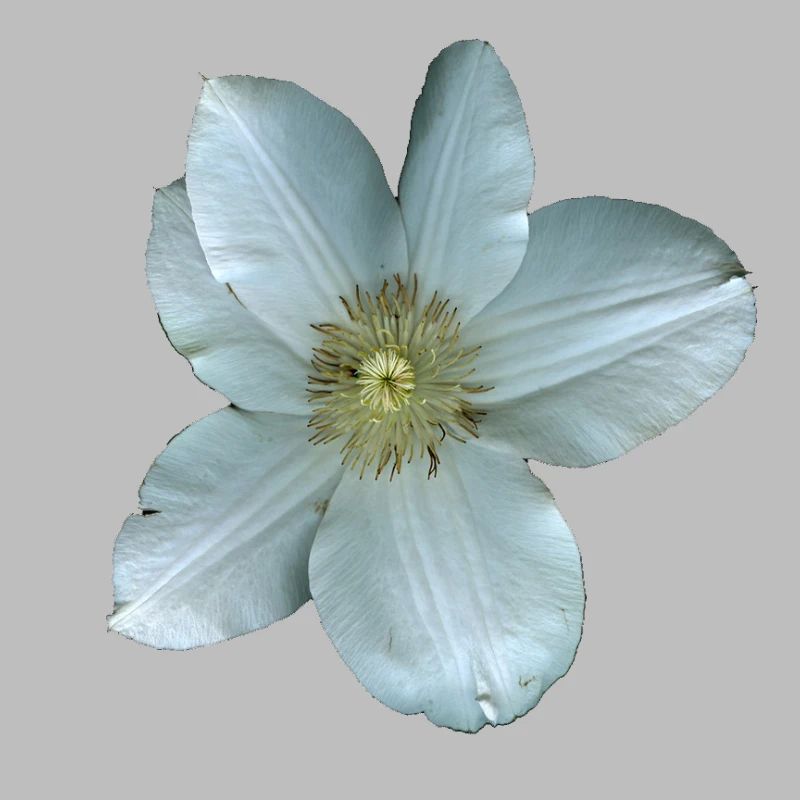 Fleur de clématite blanche