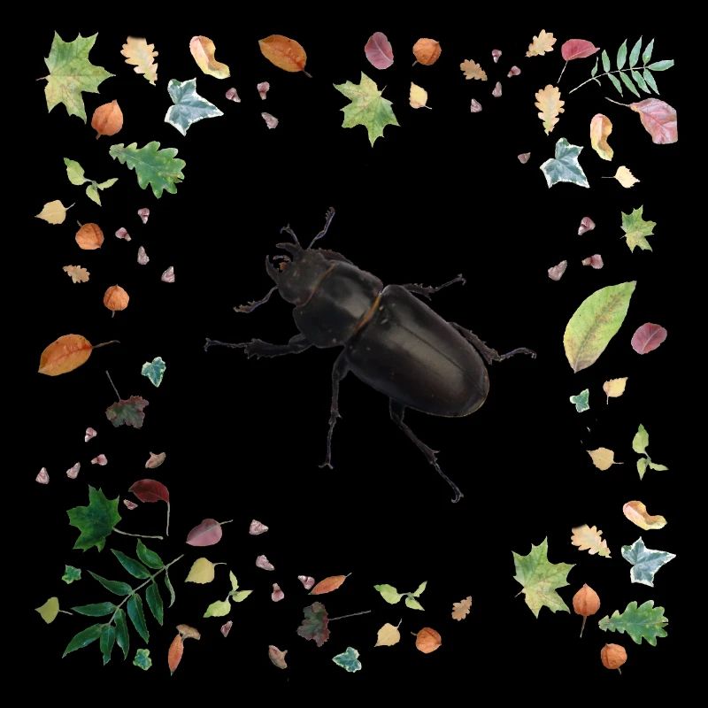 Hirschkäfer mit Herbstlaub