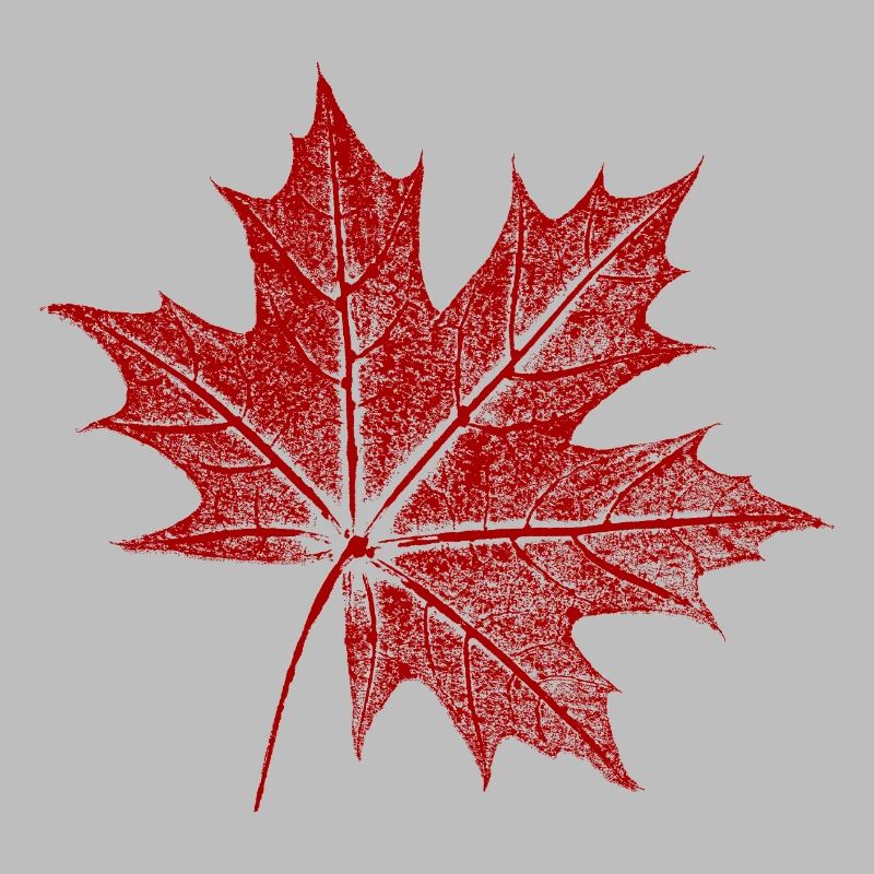 Feuille d’érable