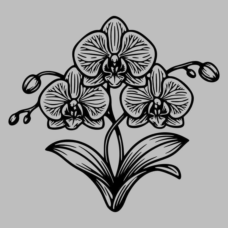 Orchidée