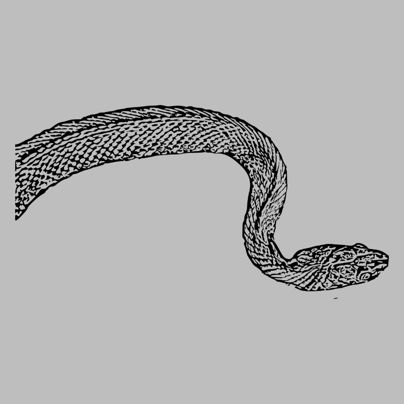 Snake Snakes