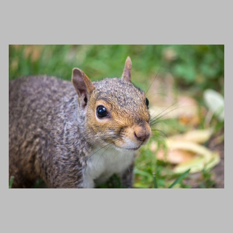 Grauhörnchen Sciurus