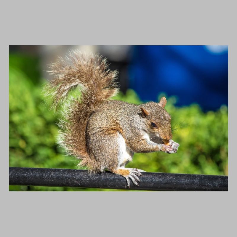 Eating Grey squirrel Grauhörnchen Sciurus carolin