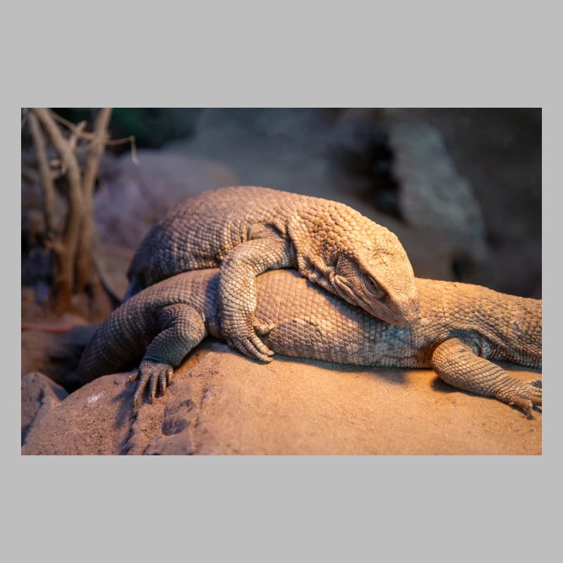 Mexican beaded lizard (Skorpion-Krustenechse)
