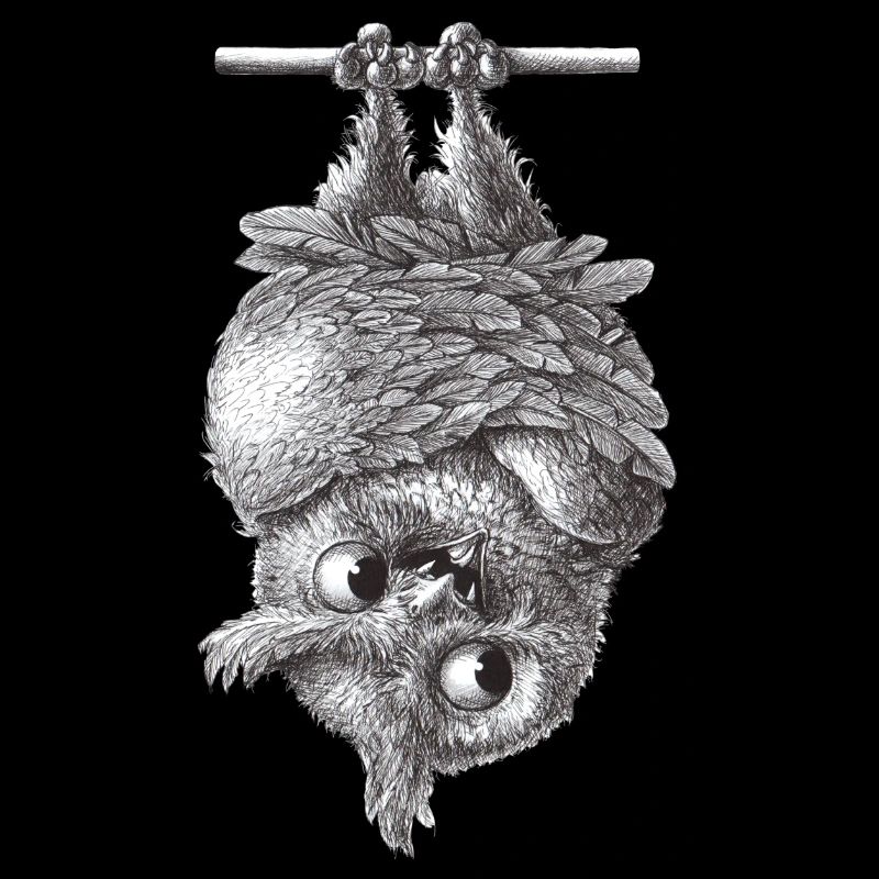 Vampir Eule - Dracula Eule