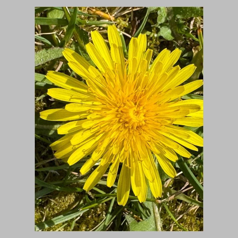 Dandelion Glow