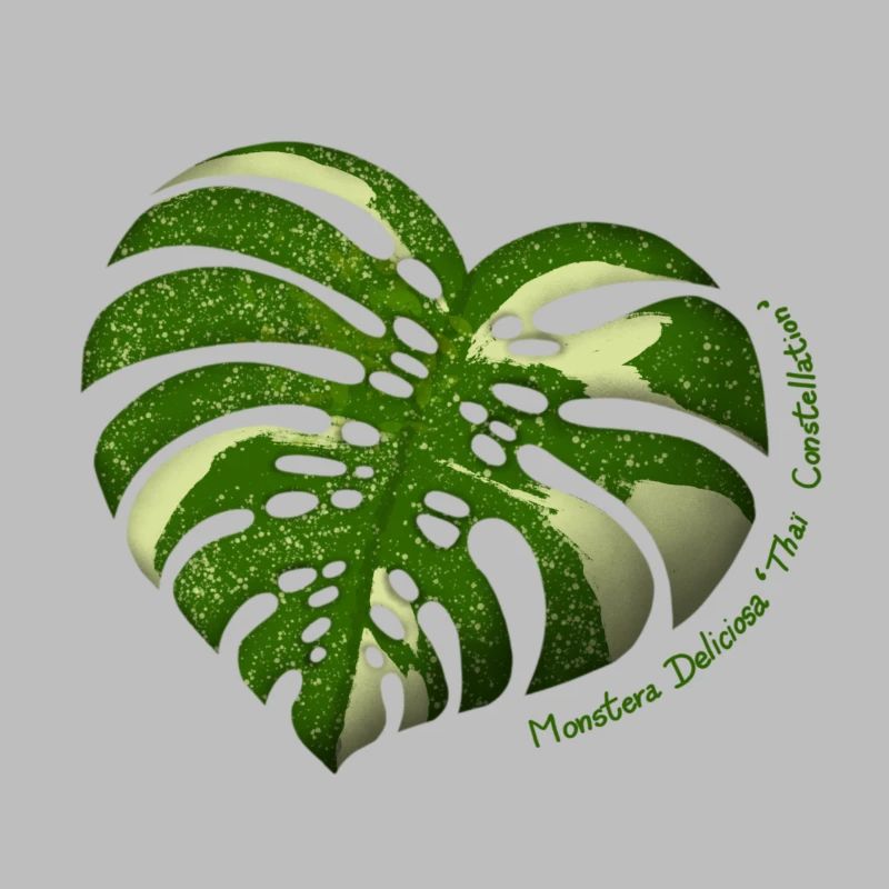 Monstera Thaï Constellation