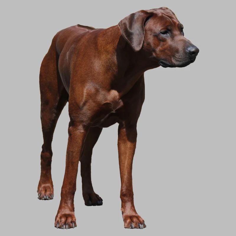 Rhodesian Ridgeback - Hunde Motiv
