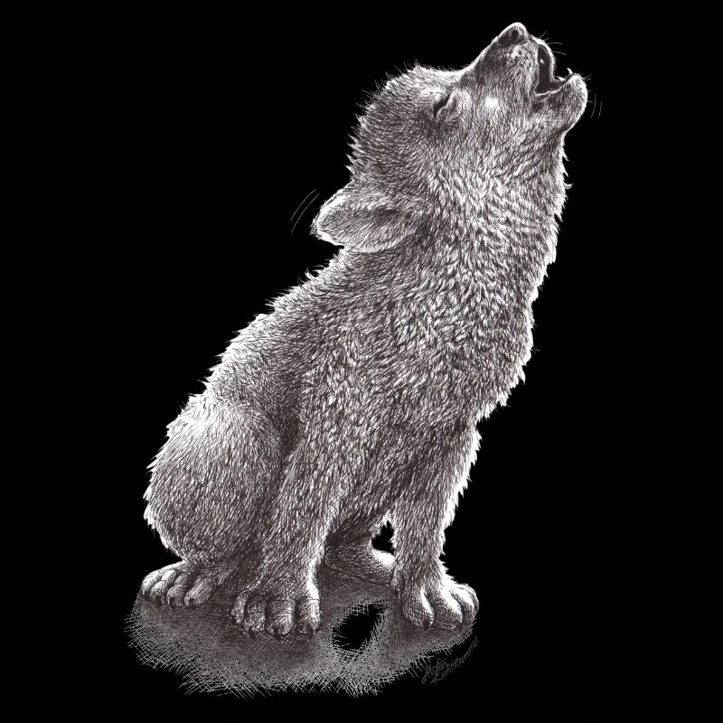 Jeune loup hurlant