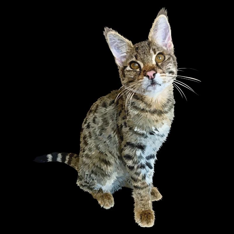 Tabby