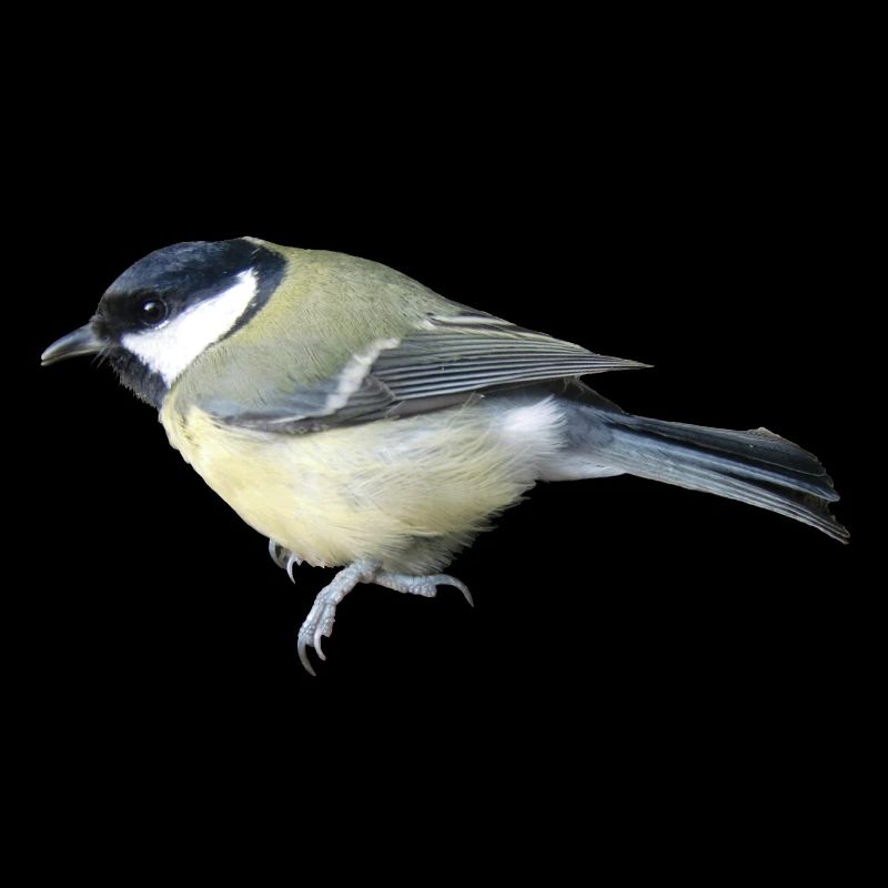 Grand oiseau